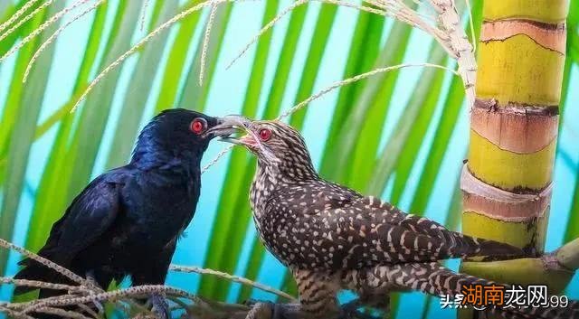 布谷鸟叫声意味着什么季节 布谷鸟叫声代表什么意思
