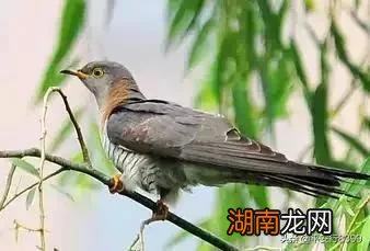 布谷鸟叫声意味着什么季节 布谷鸟叫声代表什么意思