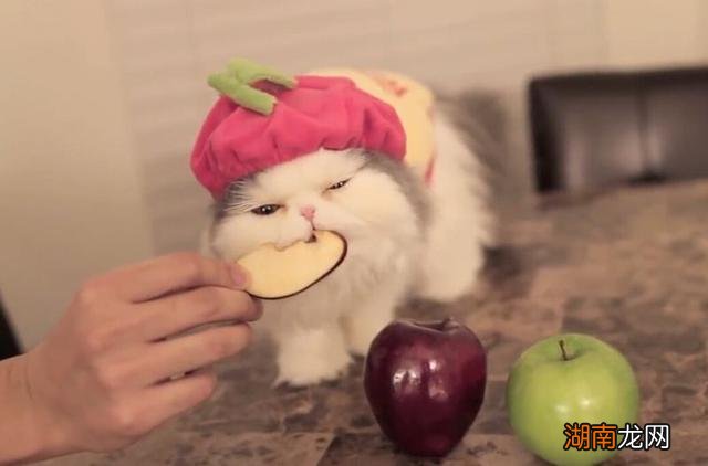 猫咪能吃什么健康的东西 猫咪除了吃猫粮还能吃什么