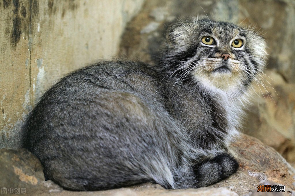 世界上第一只宠物猫来源于哪里 猫来自哪个国家