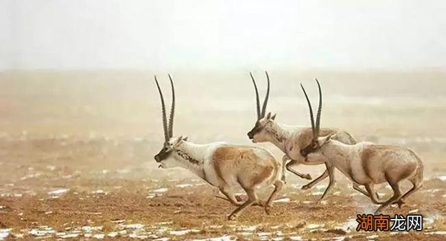高原精灵藏羚羊为什么这么稀少 藏羚羊为什么那么珍贵
