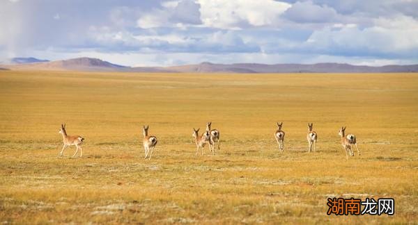 高原精灵藏羚羊为什么这么稀少 藏羚羊为什么那么珍贵