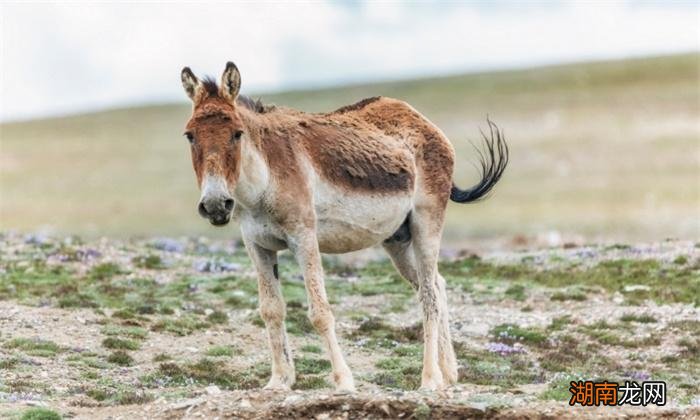 高原精灵藏羚羊为什么这么稀少 藏羚羊为什么那么珍贵
