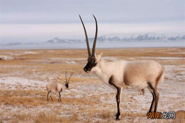 高原精灵藏羚羊为什么这么稀少 藏羚羊为什么那么珍贵