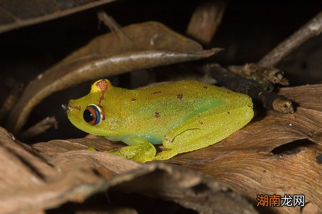 去热带雨林探险会遇到什么危险 热带雨林有什么危险