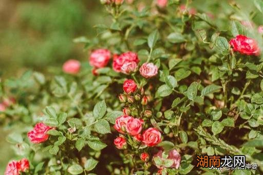 注定和双子座一辈子在一起的人 注定和双子座纠缠的星座