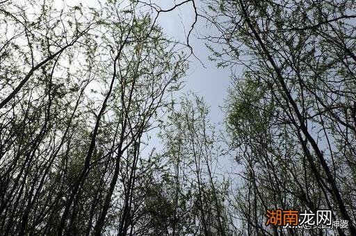 注定和双子座一辈子在一起的人 注定和双子座纠缠的星座