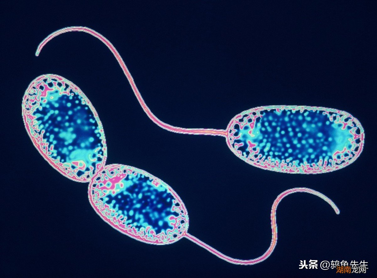 硝化菌放多了对鱼的影响后果 硝化细菌放多了对鱼有害吗