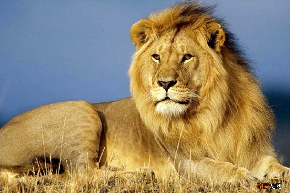 我国陆地上曾经有分布过几个种类狮子 中国有狮子吗