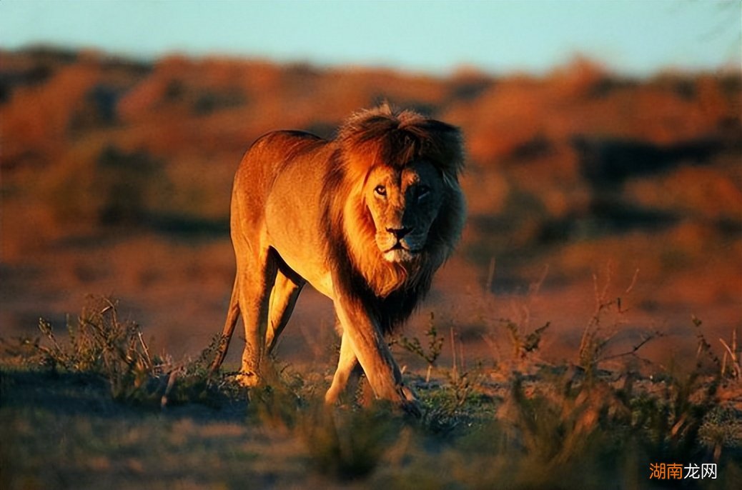 我国陆地上曾经有分布过几个种类狮子 中国有狮子吗