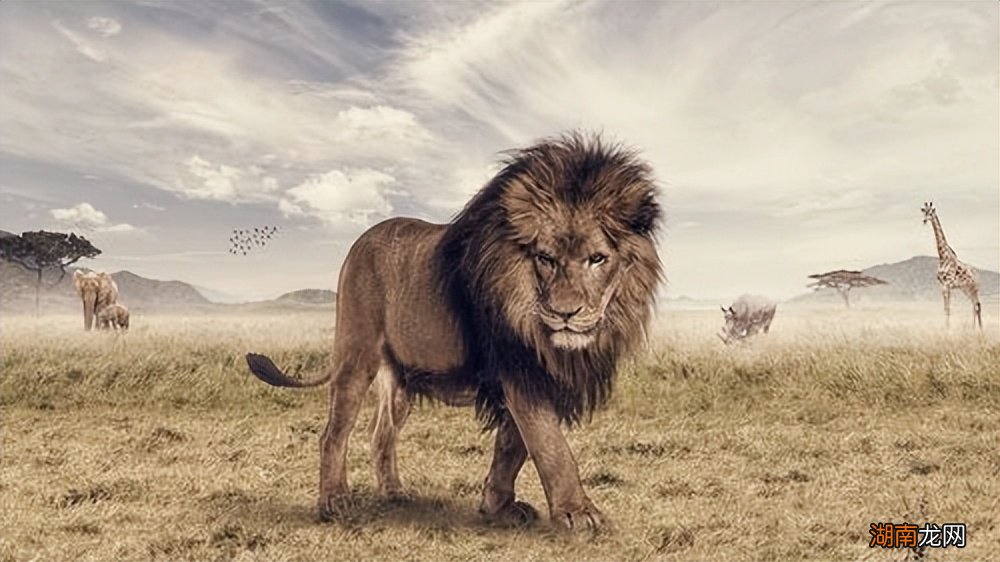 我国陆地上曾经有分布过几个种类狮子 中国有狮子吗