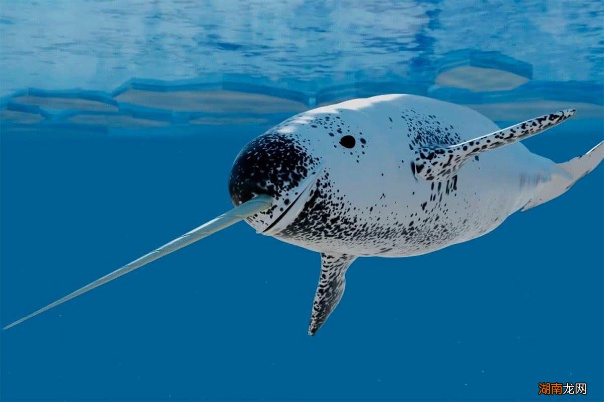 独角鲸濒临灭绝的原因是什么 现在独角鲸灭绝了吗