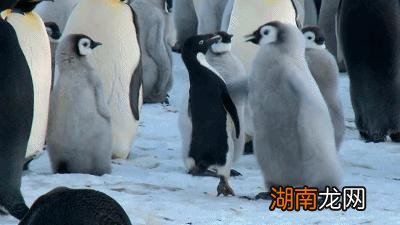 南极原住民阿德利企鹅介绍 阿德利企鹅名字的由来