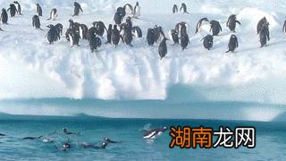南极原住民阿德利企鹅介绍 阿德利企鹅名字的由来