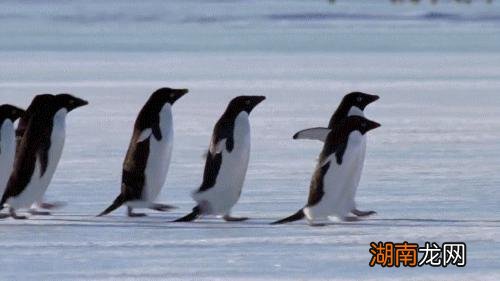 南极原住民阿德利企鹅介绍 阿德利企鹅名字的由来