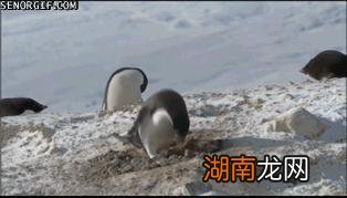 南极原住民阿德利企鹅介绍 阿德利企鹅名字的由来