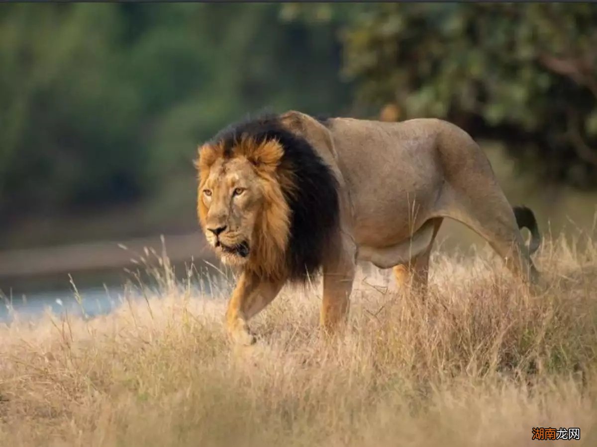 狮子和老虎各方面的威力对比 自然界中狮子老虎谁更强一些