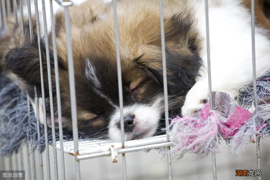 每天夜里小狗总叫唤的原因 狗为什么晚上一直叫个不停