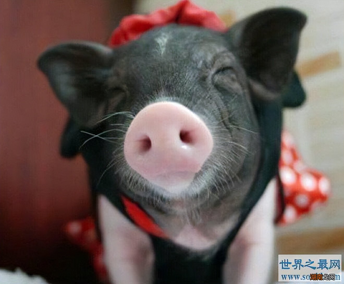 十种性格软萌亲近人的宠物 粘人又认主人的小宠物