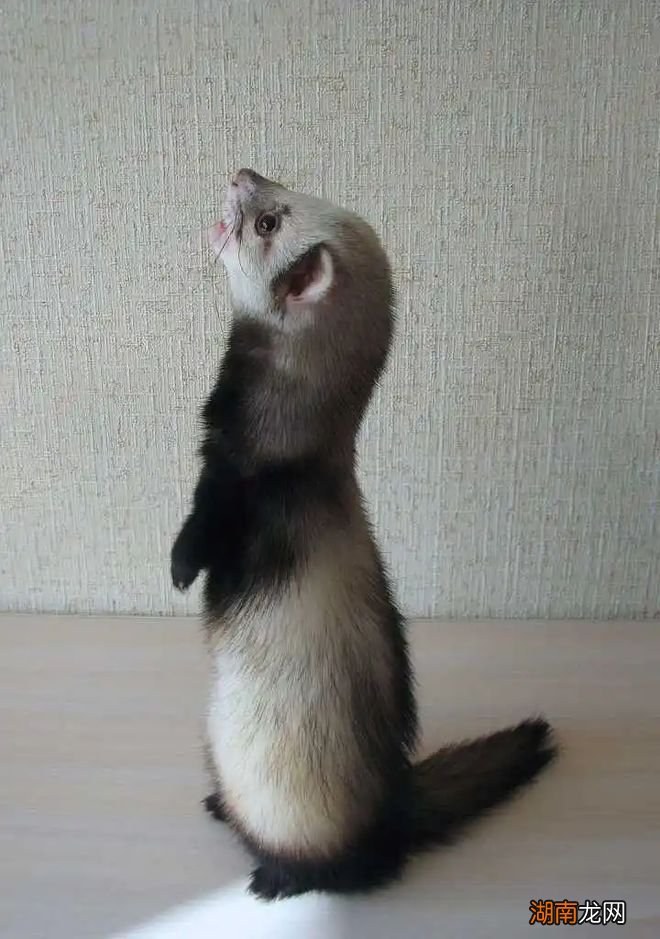 十种性格软萌亲近人的宠物 粘人又认主人的小宠物