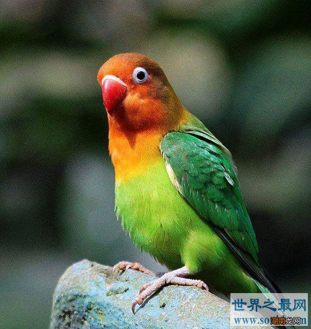 十种性格软萌亲近人的宠物 粘人又认主人的小宠物