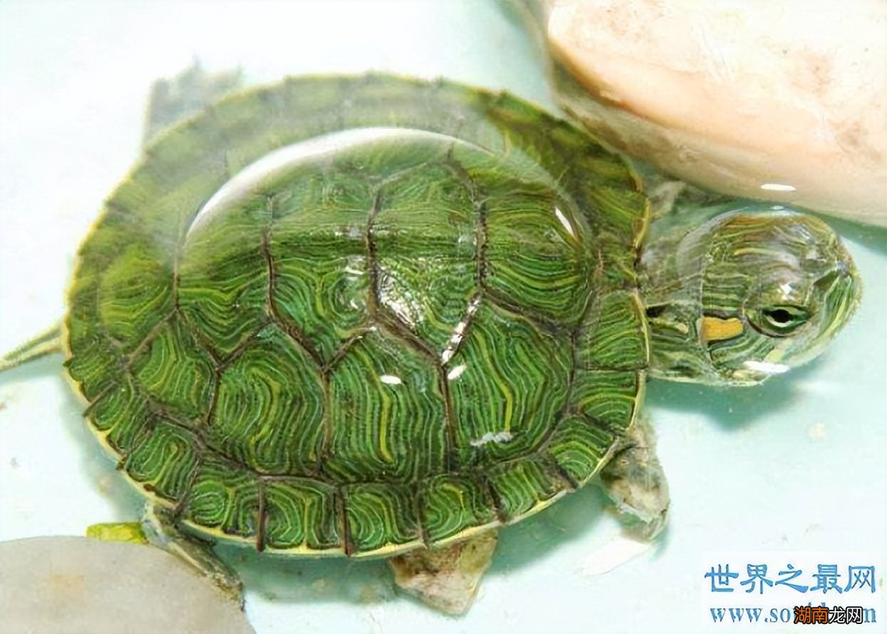 十种性格软萌亲近人的宠物 粘人又认主人的小宠物