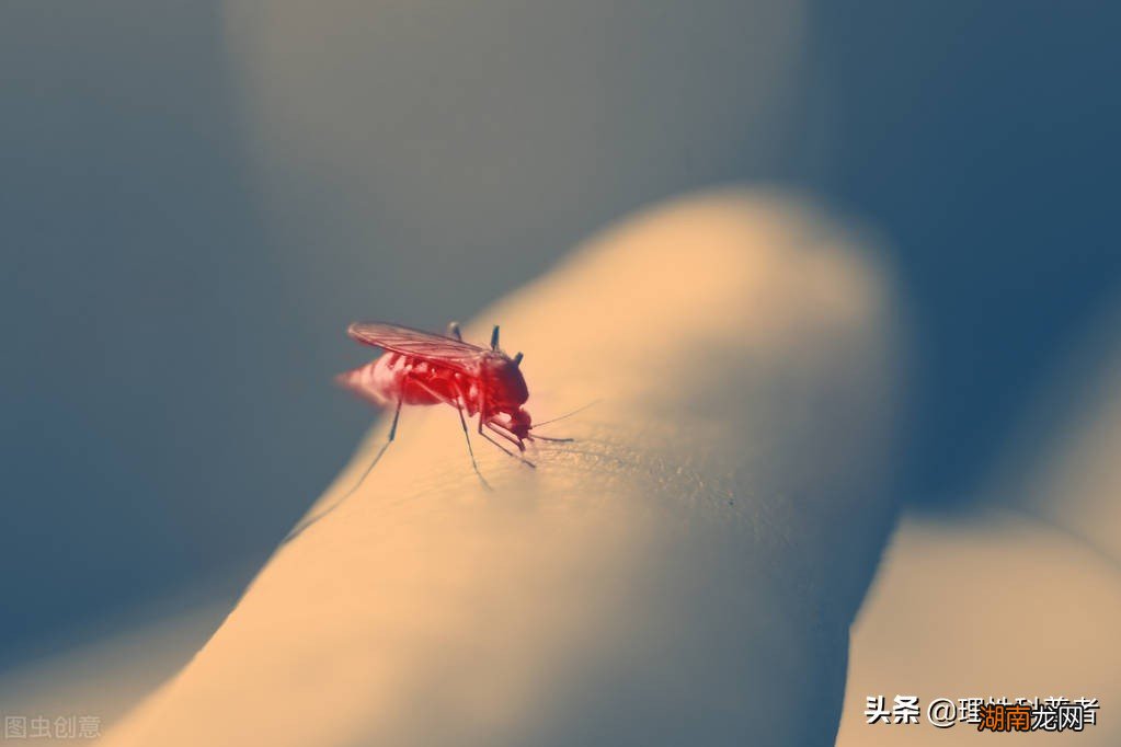 这就是难以全部消灭蚊子的原因 蚊子为什么不能被灭绝