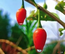 如何理解这句话的含义 金无足赤人无完人的意思