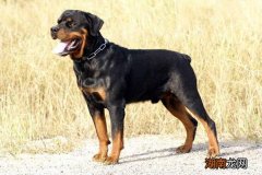 盘点五个不养罗威纳的理由 为什么很少人养罗威纳