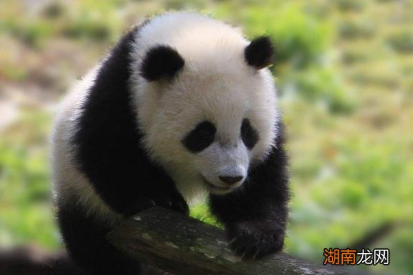 熊猫成为国宝的五个原因 大熊猫为什么被视为我国的国宝