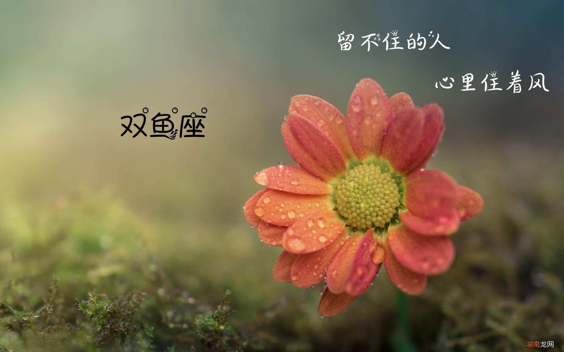 双鱼座命中注定的真爱星座 让双鱼唯一珍惜的星座