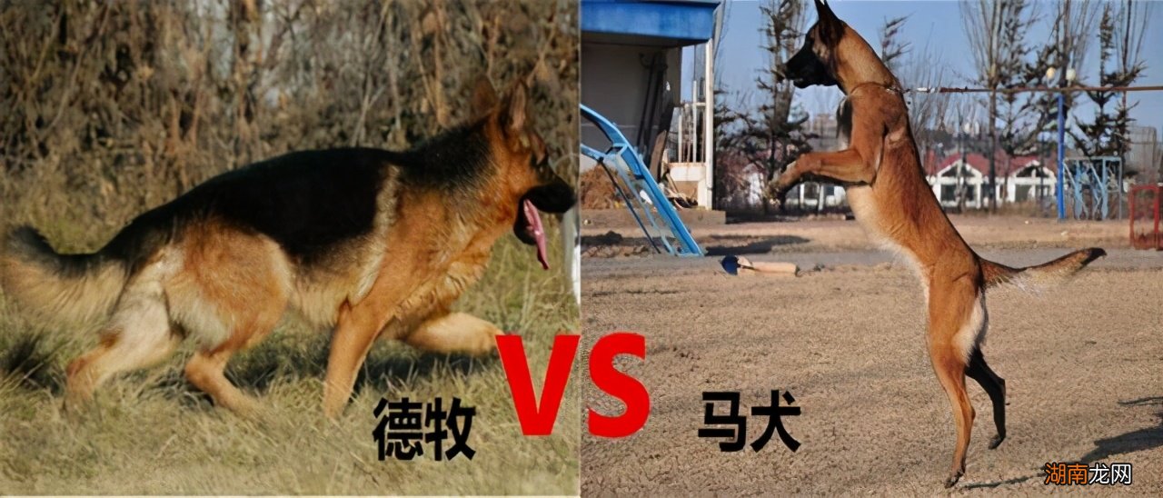 德国牧羊犬和马犬有什么区别 马犬和德牧哪个好更厉害