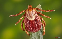 为什么狗身上会有蜱虫 狗身上蜱虫会跑到人身上吗