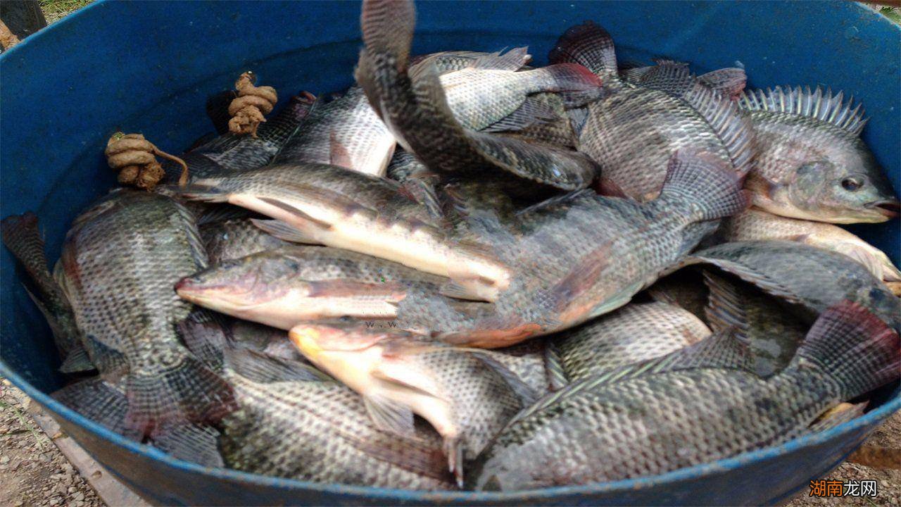 罗非鱼为什么是21世纪之鱼 广东人为何不吃罗非鱼