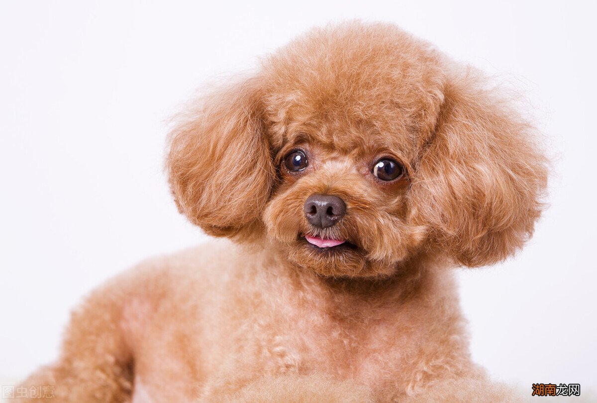 辨别泰迪血统纯不纯的六个方法 泰迪犬纯不纯看爪子