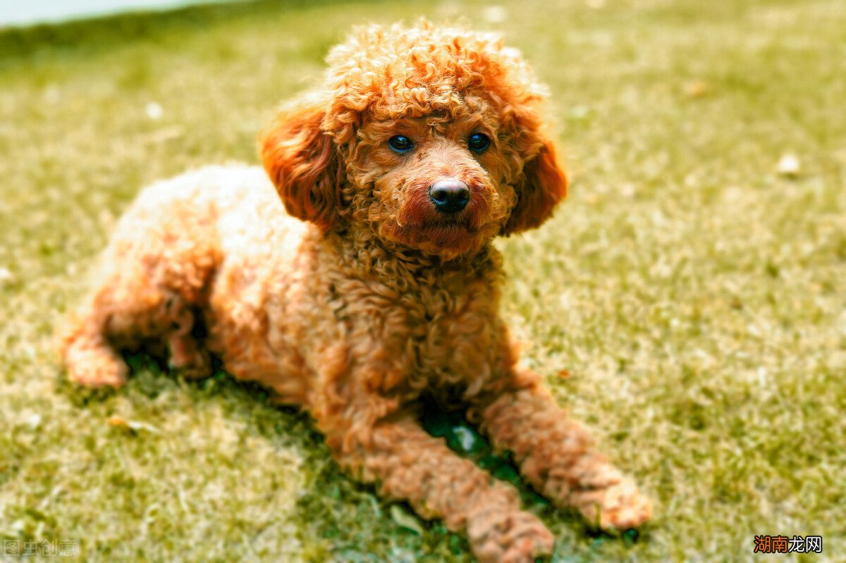 辨别泰迪血统纯不纯的六个方法 泰迪犬纯不纯看爪子