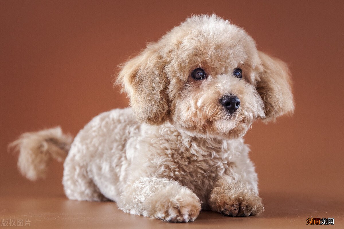 辨别泰迪血统纯不纯的六个方法 泰迪犬纯不纯看爪子