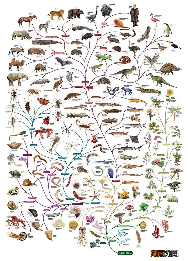 植物喜欢的光线类型 植物最不喜欢什么颜色的光