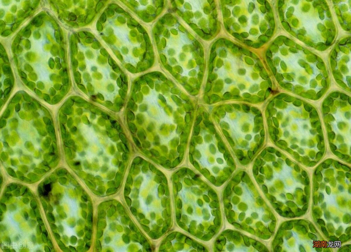 植物喜欢的光线类型 植物最不喜欢什么颜色的光