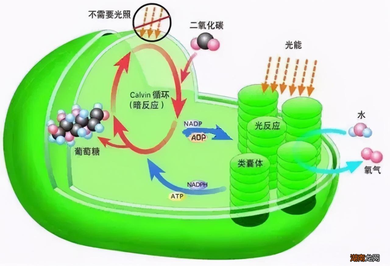 植物喜欢的光线类型 植物最不喜欢什么颜色的光