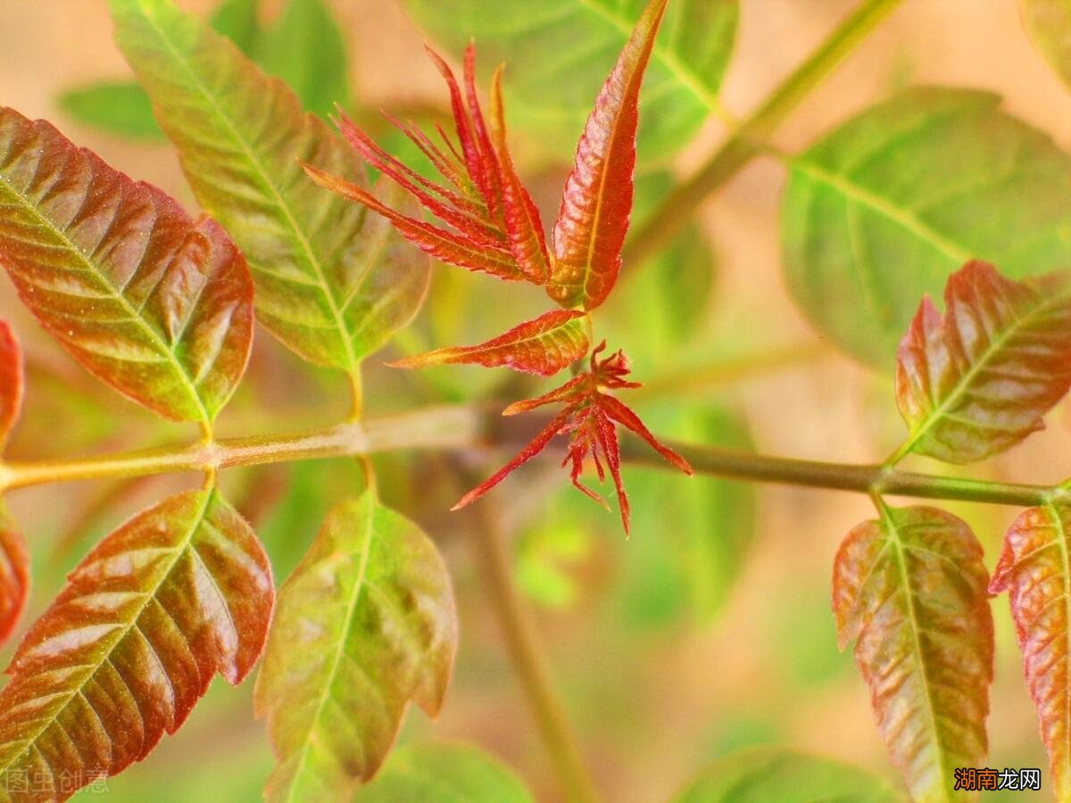 植物喜欢的光线类型 植物最不喜欢什么颜色的光