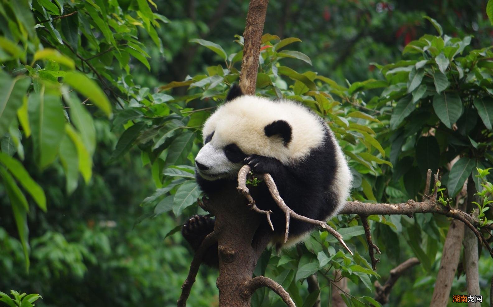 国宝熊猫的生活喜好及性格特征 熊猫的特点和爱好是什么