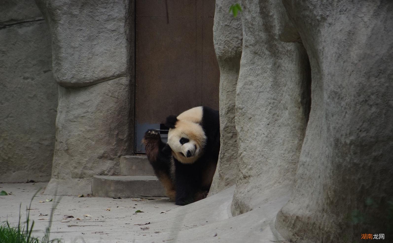 国宝熊猫的生活喜好及性格特征 熊猫的特点和爱好是什么
