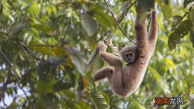 脚趾长度分为哪几种 第二个脚趾头比第一个长的寓意