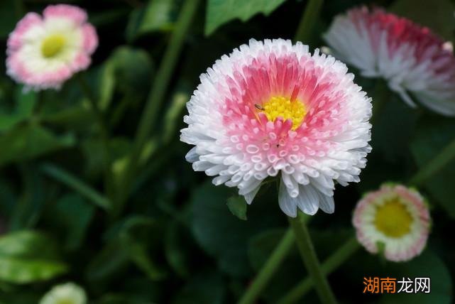 处女座动心有好感的暗示 处女座男喜欢一个人的表现超准