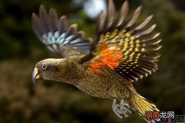 世界上最聪明的鸟类排行榜前十名 鸟智商排名前10名