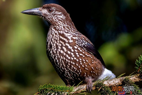 世界上最聪明的鸟类排行榜前十名 鸟智商排名前10名