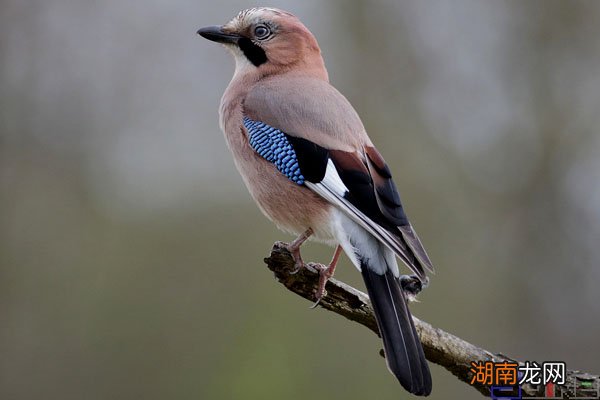 世界上最聪明的鸟类排行榜前十名 鸟智商排名前10名