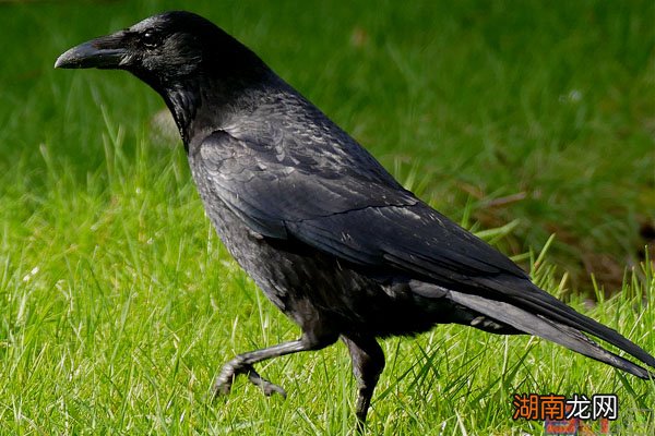 世界上最聪明的鸟类排行榜前十名 鸟智商排名前10名