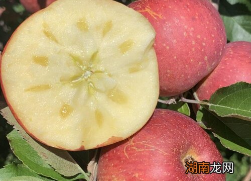 女人常吃苹果的六大好处有哪些